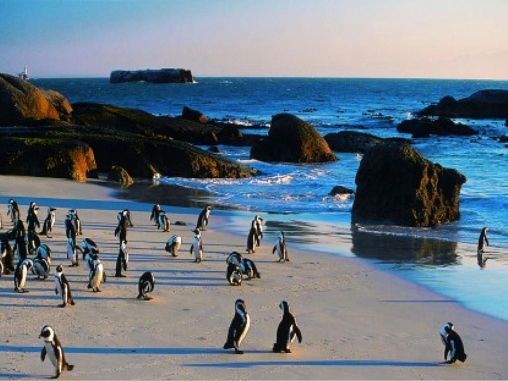 Penguinden - Load-Shedding Free Hotel Simon's Town Luaran gambar